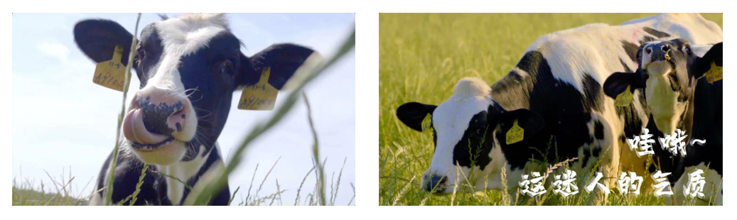 米兰（中国）丨每天一杯奶，幸福健康喝出来！！！