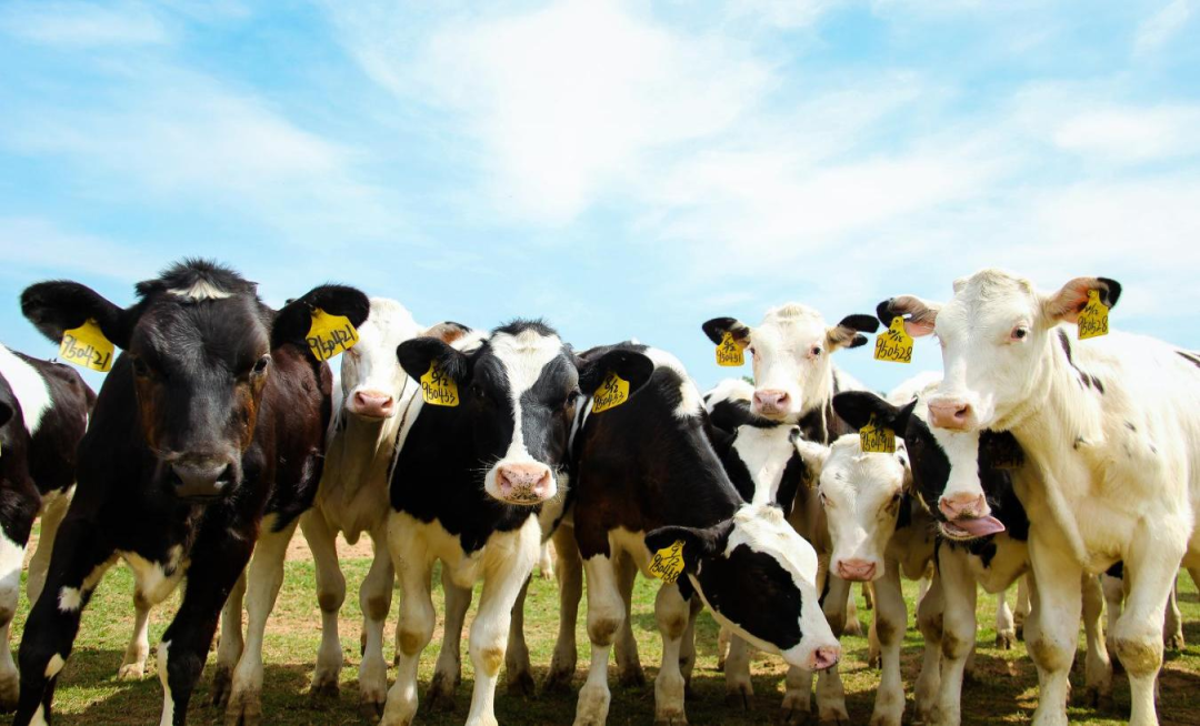 北京大学南南合作与发展学院教授、全球伙伴关系主任周咏梅一行莅临米兰(中国)平舆瑞亚牧业参观调研 北京大学南南合作与发展学院教授、全球伙伴关系主任周咏梅一行莅临米兰(中国)平舆瑞亚牧业参观调研