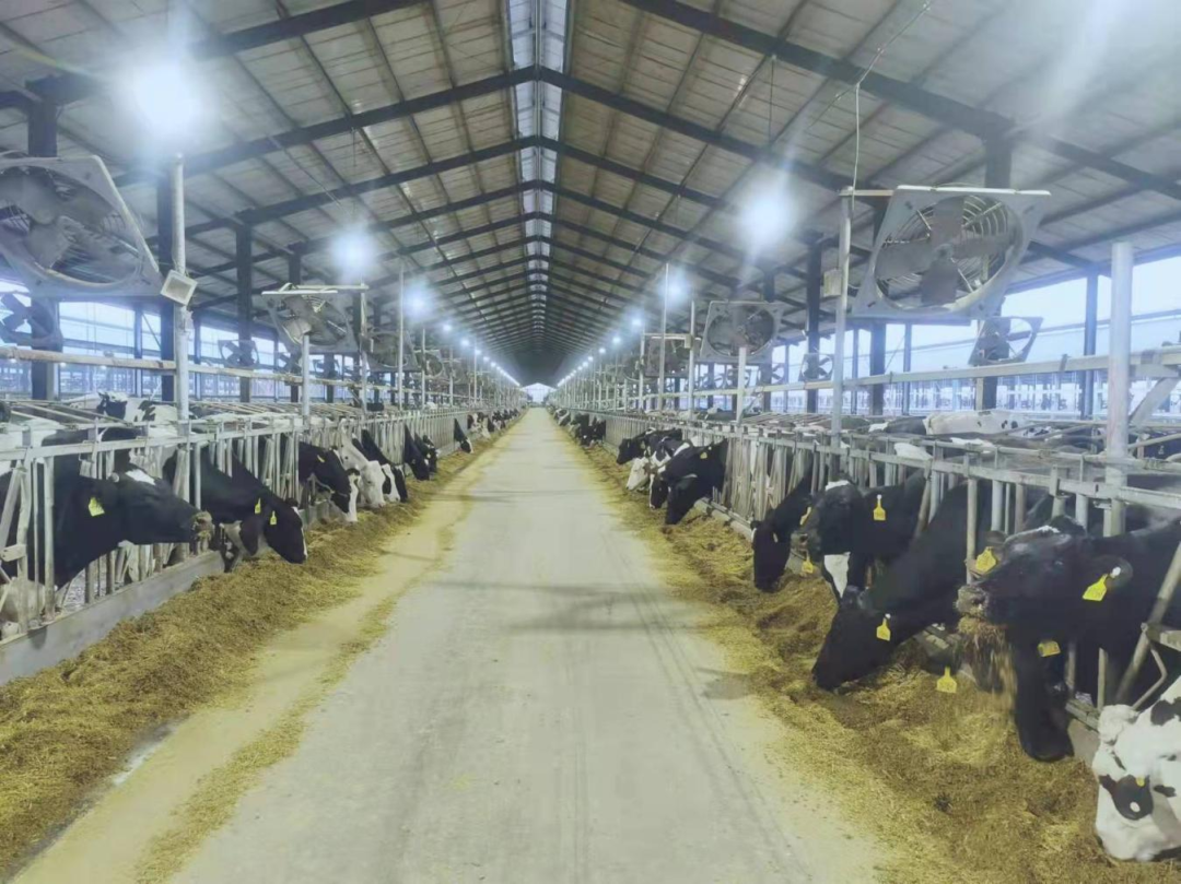 北京大学南南合作与发展学院教授、全球伙伴关系主任周咏梅一行莅临米兰(中国)平舆瑞亚牧业参观调研 北京大学南南合作与发展学院教授、全球伙伴关系主任周咏梅一行莅临米兰(中国)平舆瑞亚牧业参观调研