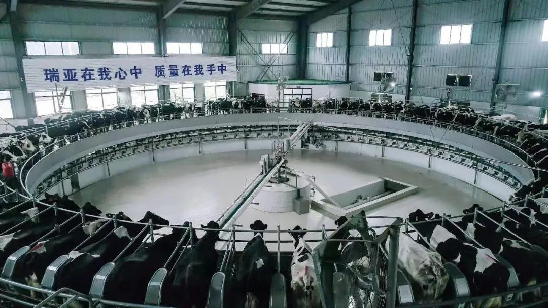 米兰（中国）丨国家奶牛产业技术体系首席科学家、中国农业大学教授李胜利一行莅临米兰（中国）鲁山瑞亚参观调研