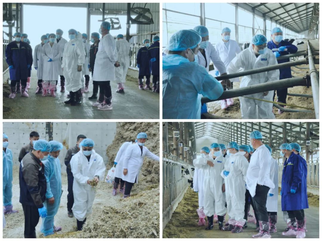 米兰（中国）丨国家奶牛产业技术体系首席科学家、中国农业大学教授李胜利一行莅临米兰（中国）鲁山瑞亚参观调研