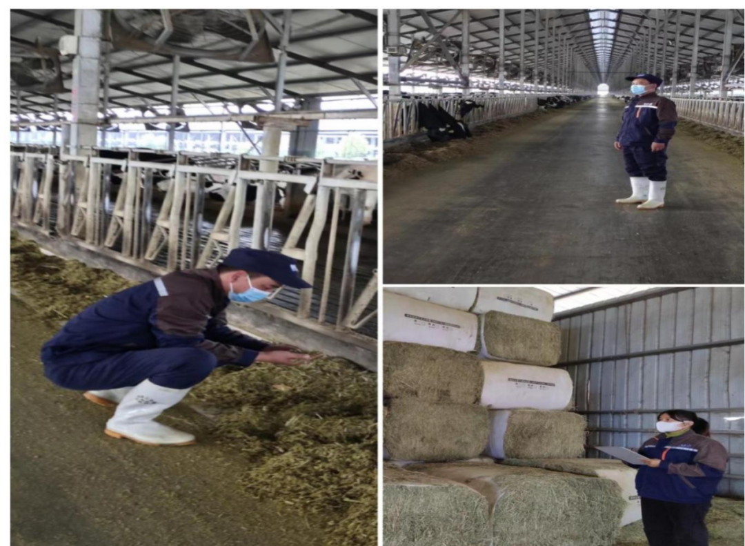 米兰(中国)丨点点微光汇星河——养殖事业部抗疫保生产侧记 米兰(中国)丨点点微光汇星河——养殖事业部抗疫保生产侧记