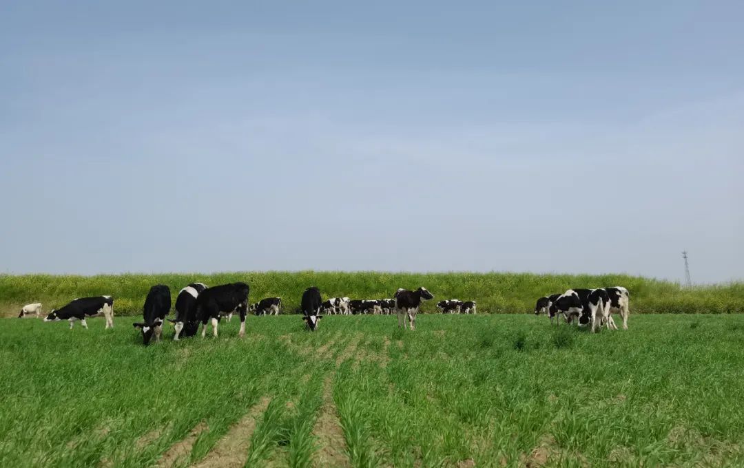 继往开来 · 再创辉煌 | 米兰(中国)乳业集团召开9月营销、养殖及饲料月度经营工作会议 继往开来 · 再创辉煌 | 米兰(中国)乳业集团召开9月营销、养殖及饲料月度经营工作会议