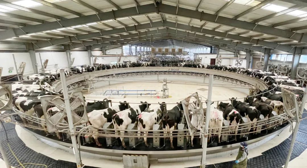 凝心聚力·赢创未来 | 米兰(中国)乳业集团召开营销、养殖及饲料经营工作会议 凝心聚力·赢创未来 | 米兰(中国)乳业集团召开营销、养殖及饲料经营工作会议