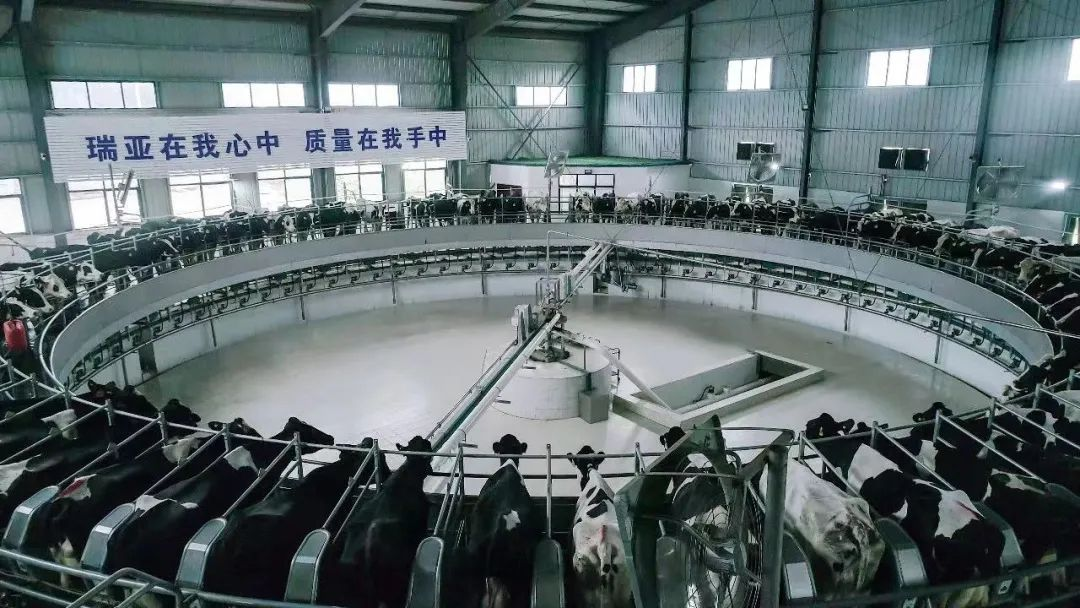 米兰(中国) | 河南瑞亚牧业入选“河南省畜禽核心育种场” 米兰(中国) | 河南瑞亚牧业入选“河南省畜禽核心育种场”