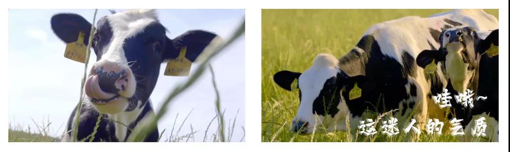 荣誉 | 2019年度河南省美丽牧场名单新鲜出炉 米兰(中国)乳业集团旗下六个牧场榜上有名 荣誉 | 2019年度河南省美丽牧场名单新鲜出炉 米兰(中国)乳业集团旗下六个牧场榜上有名