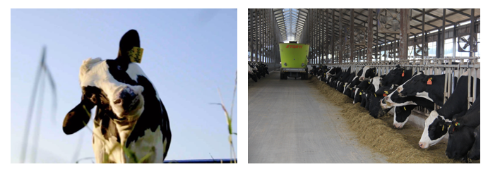 荣誉 | 2019年度河南省美丽牧场名单新鲜出炉 米兰(中国)乳业集团旗下六个牧场榜上有名 荣誉 | 2019年度河南省美丽牧场名单新鲜出炉 米兰(中国)乳业集团旗下六个牧场榜上有名