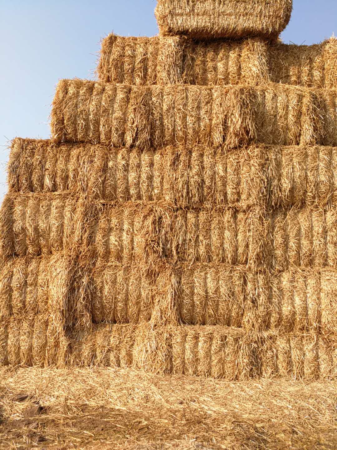 米兰站·官方端网站 2020年小麦秸秆订单采购信息 米兰站·官方端网站 2020年小麦秸秆订单采购信息