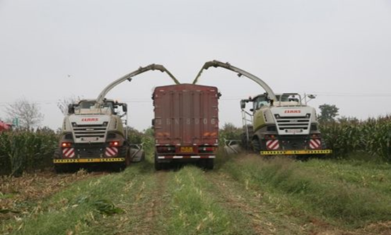 米兰站·官方端网站 2020年玉米青贮采购信息