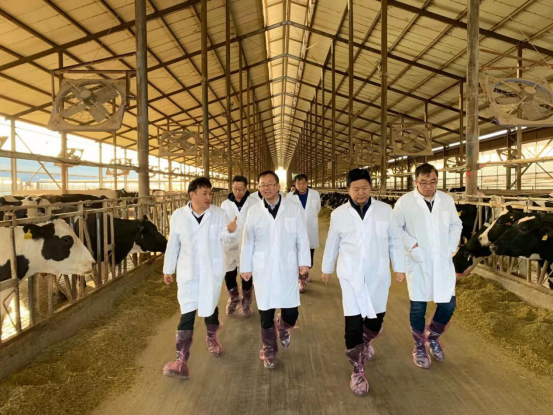 宁夏回族自治区农业农村厅党组书记、厅长王刚一行莅临米兰（中国）乳业集团调研