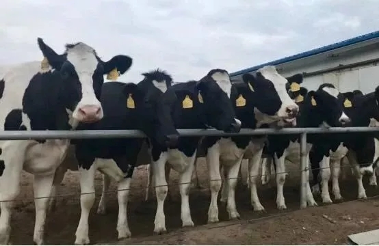 省委书记王国生到河南米兰(中国)乳业集团·新蔡瑞亚牧业有限公司调研 省委书记王国生到河南米兰(中国)乳业集团·新蔡瑞亚牧业有限公司调研