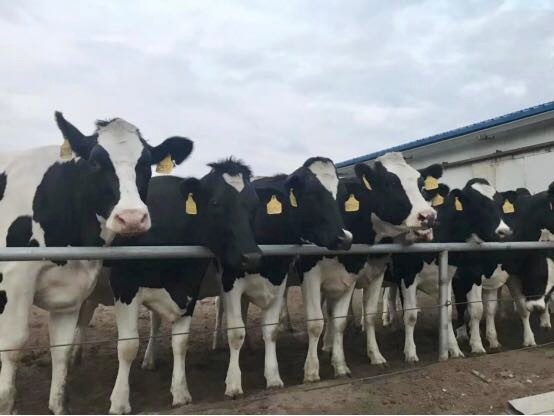 米兰（中国）乳业集团2019年花生秸秆招标公告